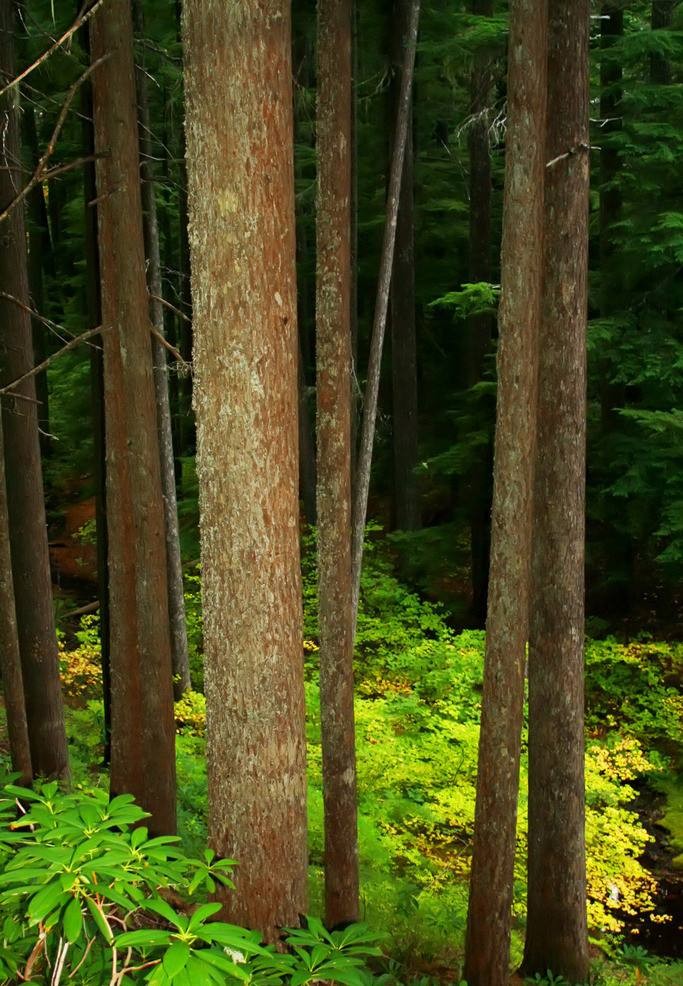 岐林印象實(shí)木地板